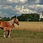 konkurs-zdjecie-podlasie-2011-Adam-Falkowski-8-sanktuarium-hodyszew