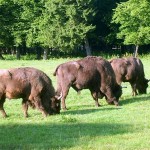 konkurs-zdjecie-podlasie-2011-Tomasz-Wawrzyniak-3-zubry-w-rezerwacie-w-bialowiezy