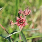 Flora Bagien Biebrzańskich